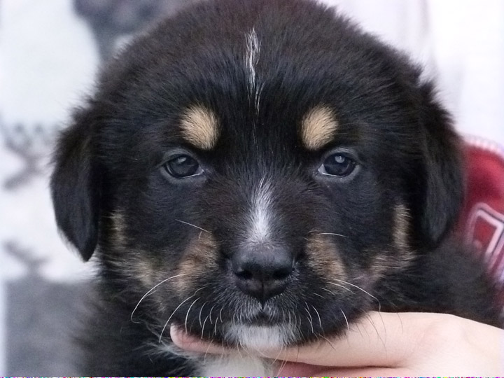 chinook puppy